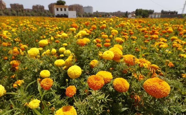 A qué hora es la Batalla de Flores: recorrido y calles cortadas en Valencia