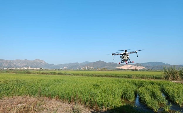 Drones para tratar los campos de arroz del Marjal de Pego