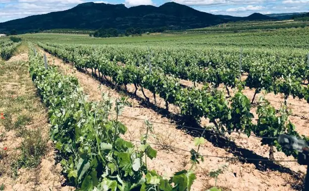 Los viticultores de la Costera y la Vall d'Albaida esperan una cosecha de gran calidad por la ausencia de lluvia