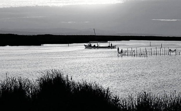 El Estany del Pujol, un pequeño refugio para las aves litorales en la Devesa