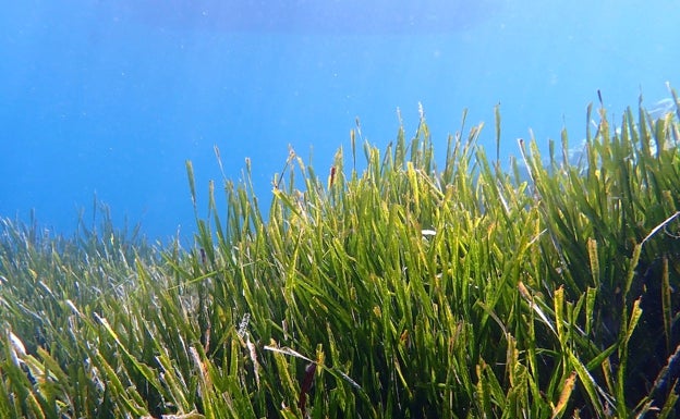 Desarrollan una app para proteger las praderas de posidonia de la Marina Alta