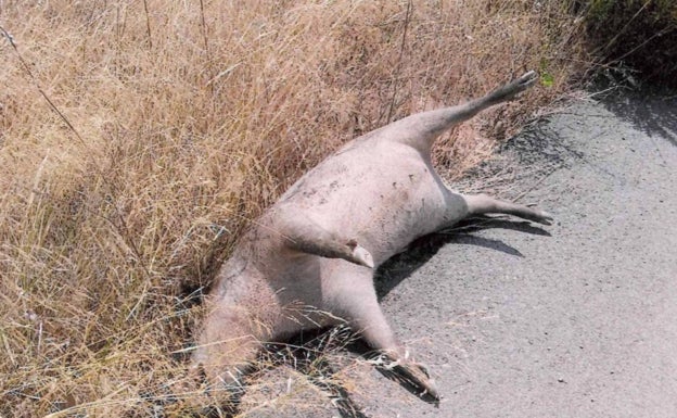 Encuentran un jabalí muerto en el polígono industrial de Catarroja