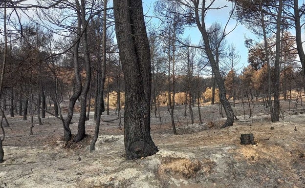 230 hectáreas de cultivo fueron dañadas por el incendio de Venta del Moro