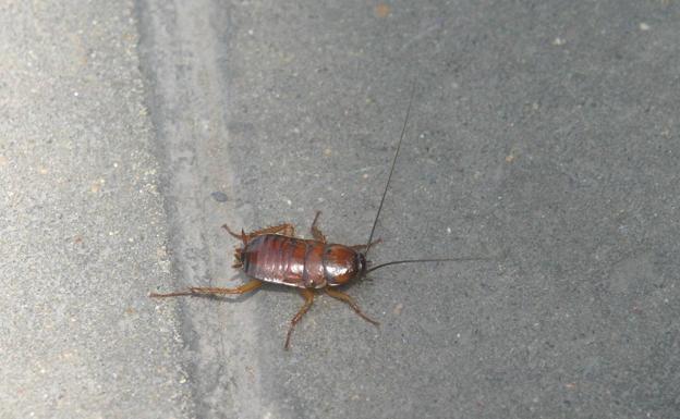 Cómo usar el bicarbonato para acabar con las cucarachas