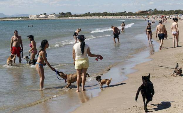 La OCU pide sanciones más duras por no recoger los excrementos de perro de las playas de Valencia