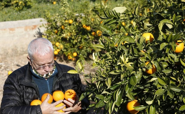 Europa vuelve a detectar plagas en naranjas de Sudáfrica pese a las nuevas restricciones