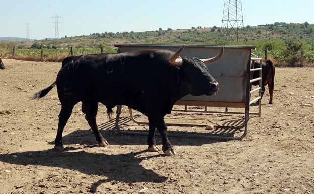 Alcalde, el mejor toro de bous al carrer de la Comunitat