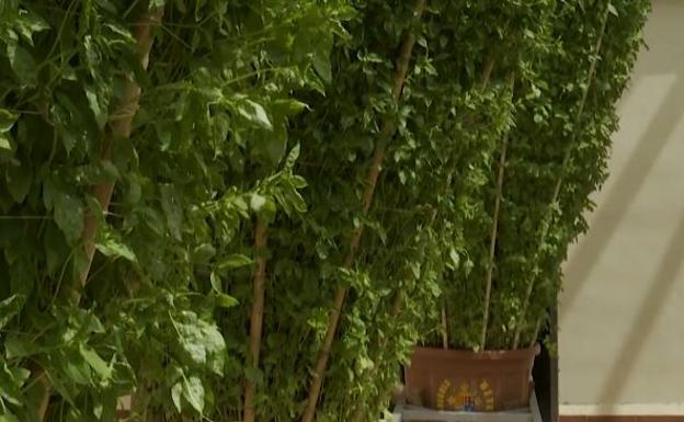 Bétera bate el récord con una alfàbega de 3,24 metros