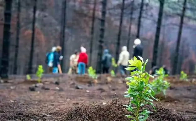 Cómo recuperar los bosques y hacerlos más resistentes al fuego