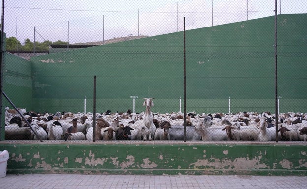 Revuelta de ganaderos en Viver. «Mis animales llevan tres días sin agua», denuncian los afectados