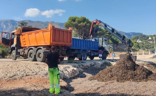 Dénia retira 360 toneladas de posidonia de las playas