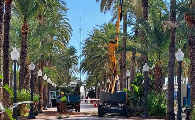 El Ayuntamiento de Alicante planta 80 palmeras en la ciudad