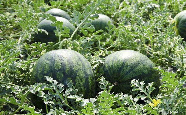 Pillados in fraganti mientras robaban 30 sandías en Alboraya