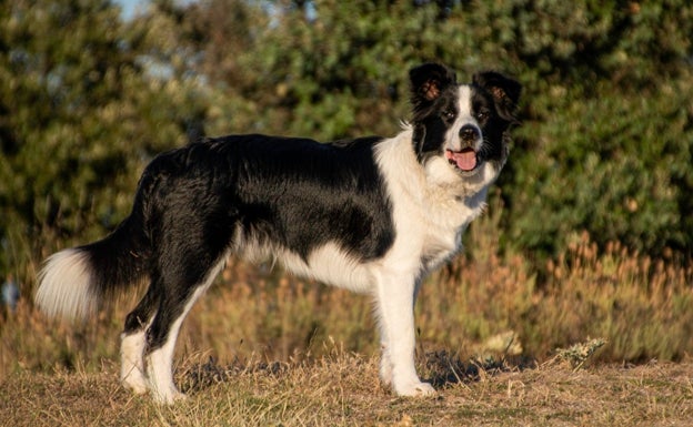 Alcoi reduce en un 75% la cifra de perros abandonados durante el último lustro