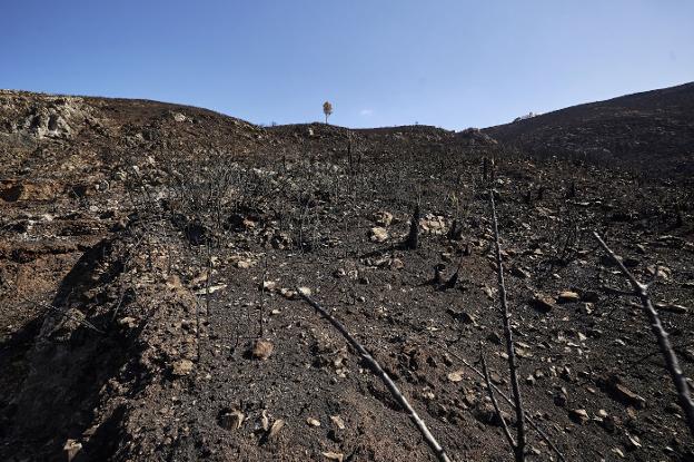 La oficina para gestionar ayudas tras los grandes incendios arranca a medio gas en la Vall d'Ebo