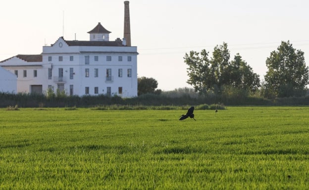 La siega del arroz se retrasa un año más pero se espera una buena producción