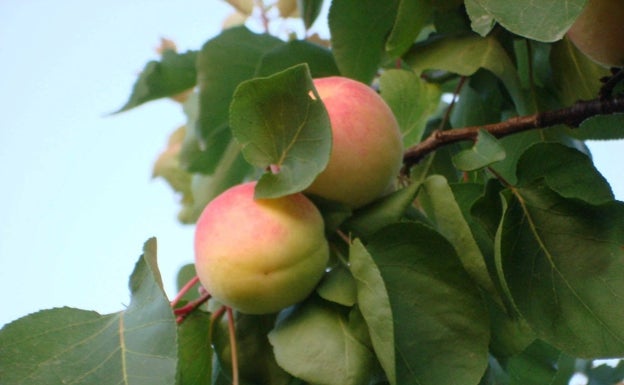 El tiempo lleva a mínimos la cosecha de fruta de verano en la Comunitat