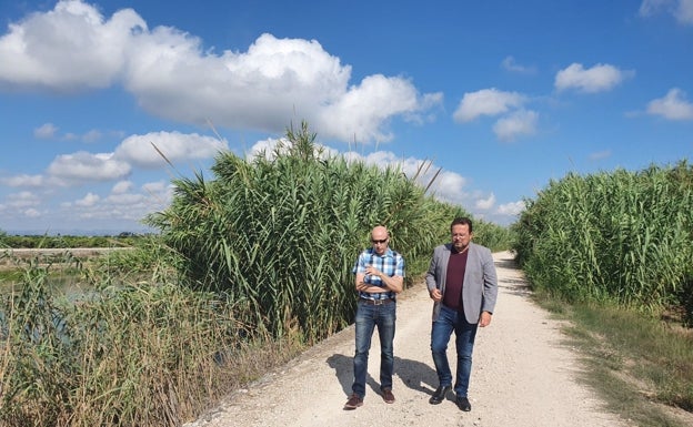 Sueca exige a la CHJ que retire las cañas de los márgenes del río Júcar