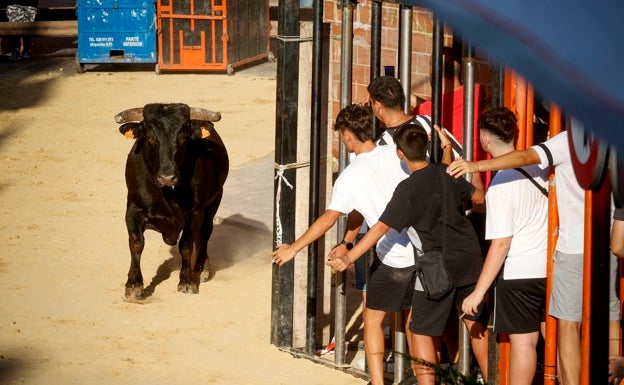 Otros cuatro heridos en los bous al carrer de Albalat del Sorells, Moixent, Castellnovo y Vall d'Alba