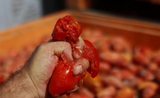 De dónde son los tomates que se lanzan en la Tomatina de Buñol