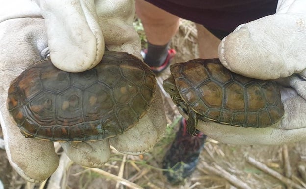 Los ecologistas frenan con el proyecto 'Emys' la proliferación de tortugas exóticas en el río Canyoles