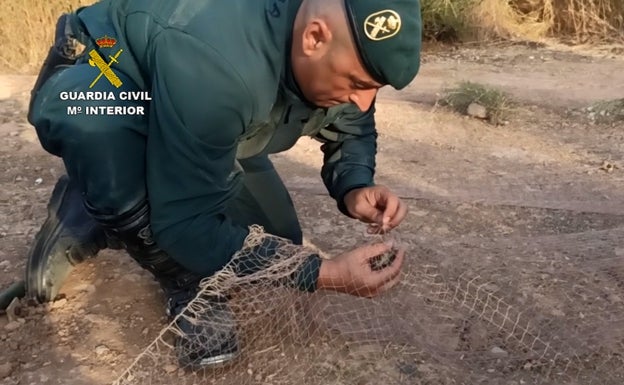 La Guardia Civil libera 270 pájaros capturados ilegalmente en Valencia