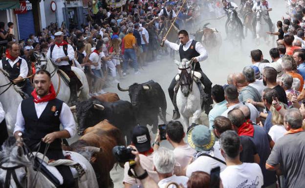 Un toro rezagado hiere a un hombre en la Entrada de Toros y Caballos de Segorbe