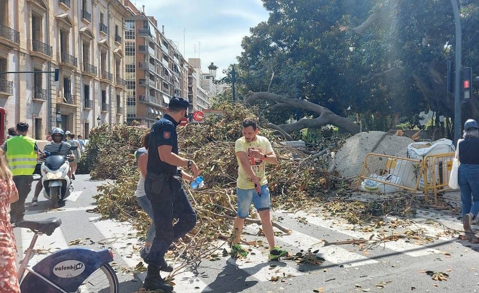 Parte del ficus centenario del Parterre se desploma y causa cuatro heridos