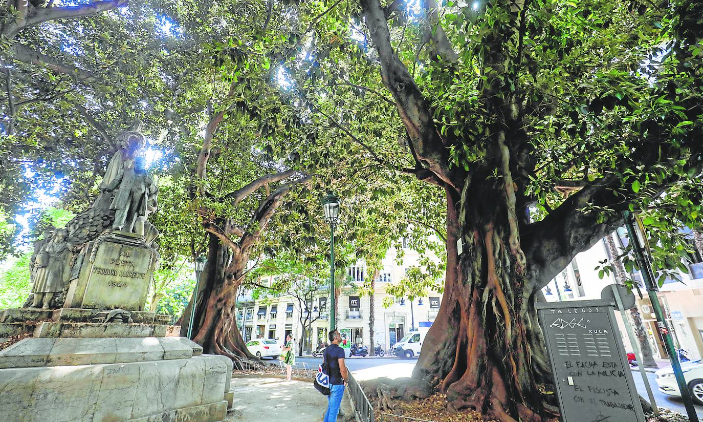 La caída del ficus aviva las quejas en Valencia por la falta de poda