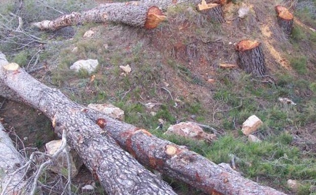 La Conselleria subasta la tala y aprovechamiento de más de 28 hectáreas de madera monte público en Fontanars dels Alforins