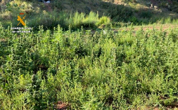 Dos detenidos por el cultivo de una plantación de cerca de 4.000 plantas de marihuana en Navarrés