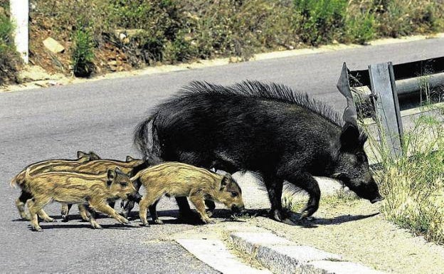 Los cazadores de Olocau realizarán una 'minibatida' para reducir la sobrepoblación de jabalíes