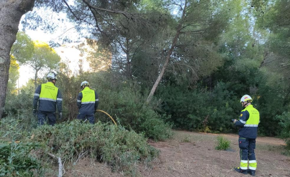 Vecinos de El Saler exigen la limpieza del sotobosque contra los incendios