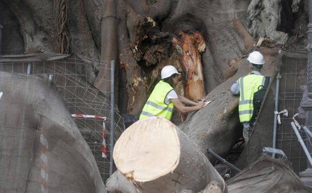 Resistencia y lealtad: los viejos árboles de Valencia