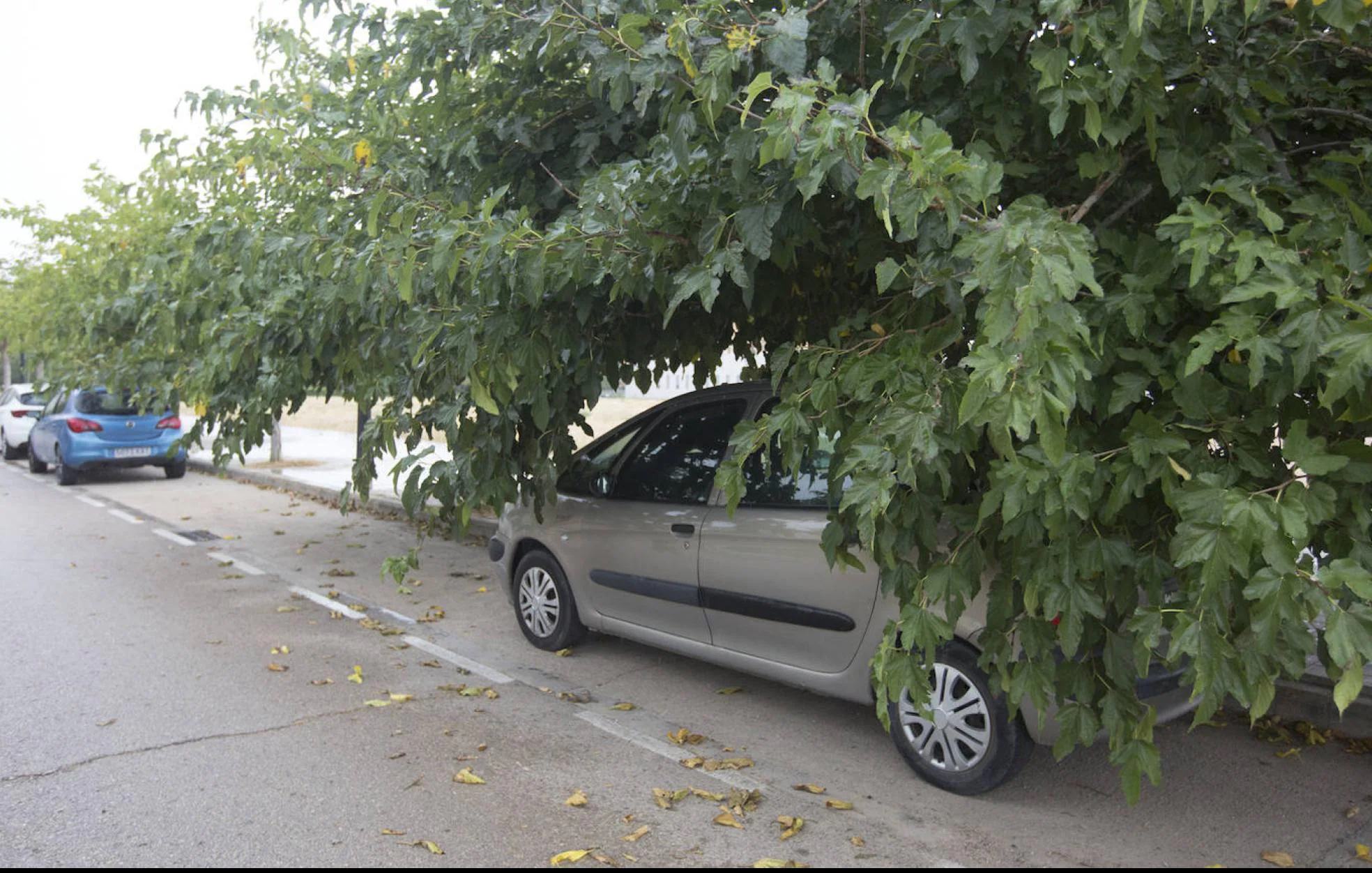 Árboles en Valencia, poda | La falta de poda se adueña de Valencia | Las  Provincias