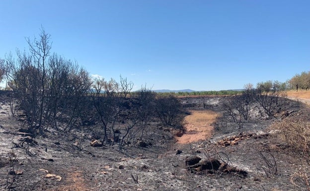 La Cooperativa agrícola de Viver calcula las pérdidas por el incendio de Bejís en más de 700.000 euros