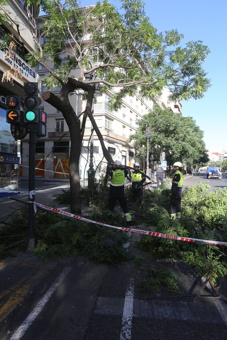 Varias ramas de un árbol se desploma sobre el carril bici en Guillem de Castro