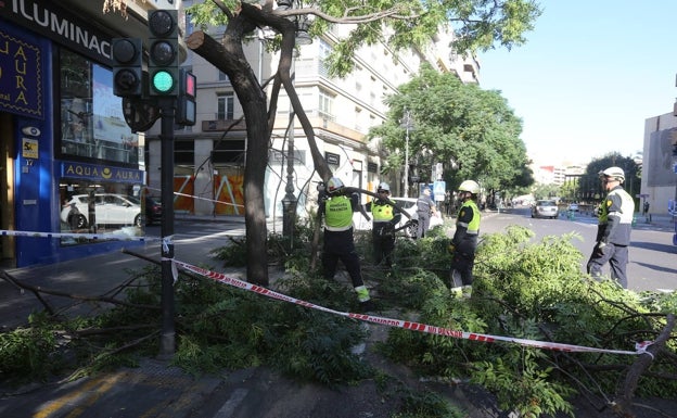 El desplome de otros dos árboles agrava las críticas por la falta de poda en Valencia