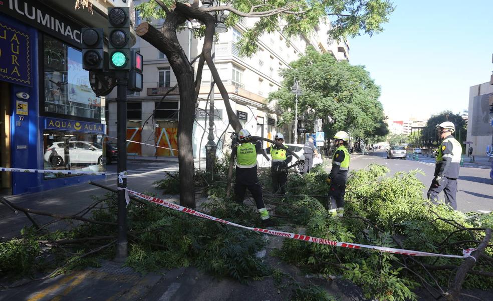 El desplome de otros dos árboles agrava las críticas por la falta de poda en Valencia