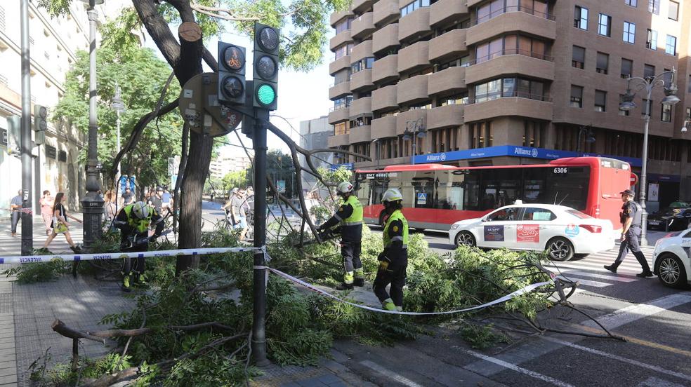 Las quejas por falta de poda y jardines se disparan un 76% este verano en Valencia