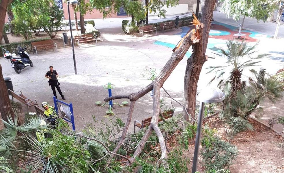 Los árboles siguen cayendo en Valencia con otros dos casos en un día