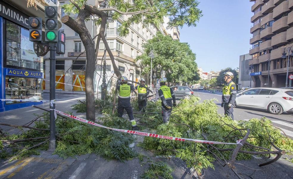 Las quejas por falta de poda y jardines se disparan un 76% este verano en Valencia