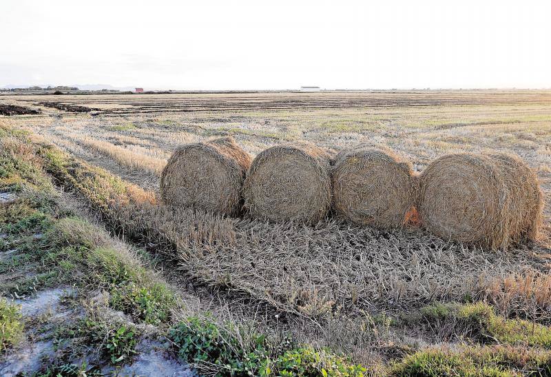 Valencia quiere construir viviendas con la paja del arroz de la Albufera