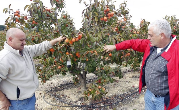 El aumento del riego por el calor en otoño disparará los precios de frutas y hortalizas