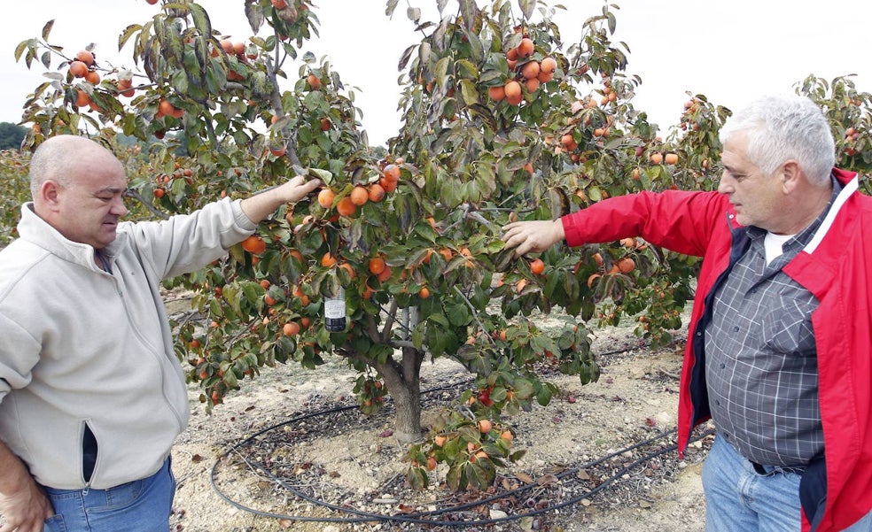 El aumento del riego por el calor en otoño disparará los precios de frutas y hortalizas