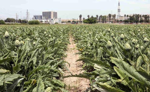 Las alcachofas del futuro, desde Valencia: fresca y de calidad durante todo el año