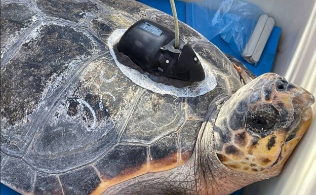 Estrella, la tortuga soltada en Dénia, llega a Cullera