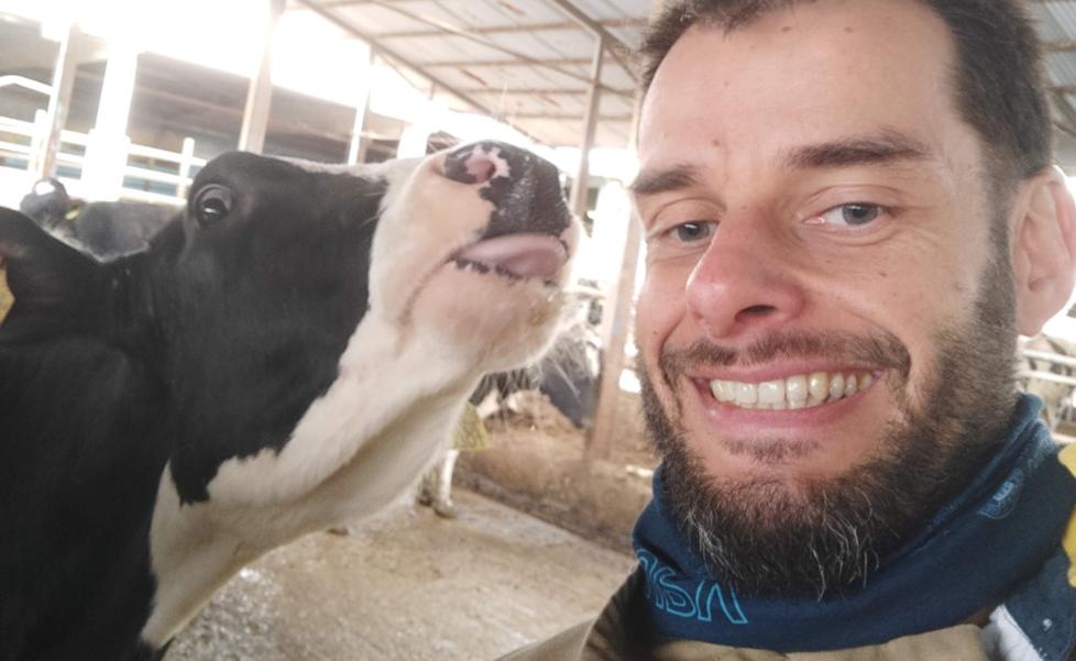 Las vacas no se tiran pedos