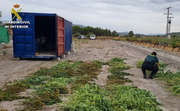 Desmanteladas dos plantaciones de marihuana con cuatro detenidos tras un vuelco de droga frustrado en Salinas