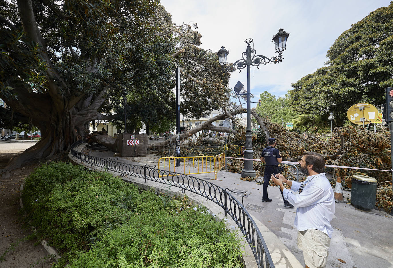 Nace la plataforma Salvem el ficus del Parterre